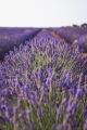 lavender-3605688_960_720.jpg