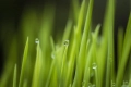 grass-6794951_960_720.webp