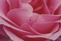 pink-600598_960_720.jpg