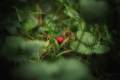 wild-strawberry-2909521_960_720.jpg