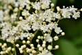 elder-4246132_960_720.jpg